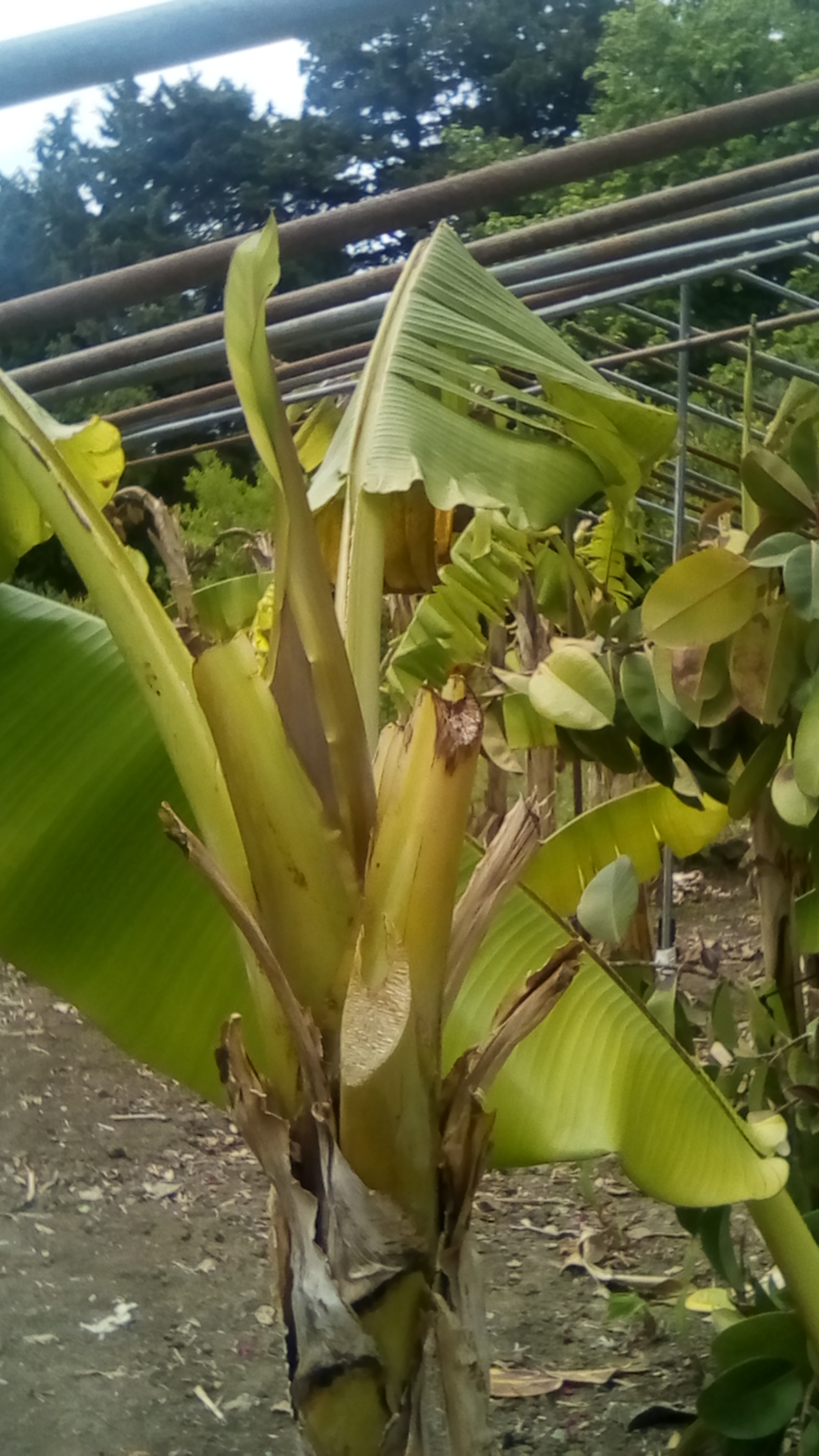 bananes 90CT 007.jpg