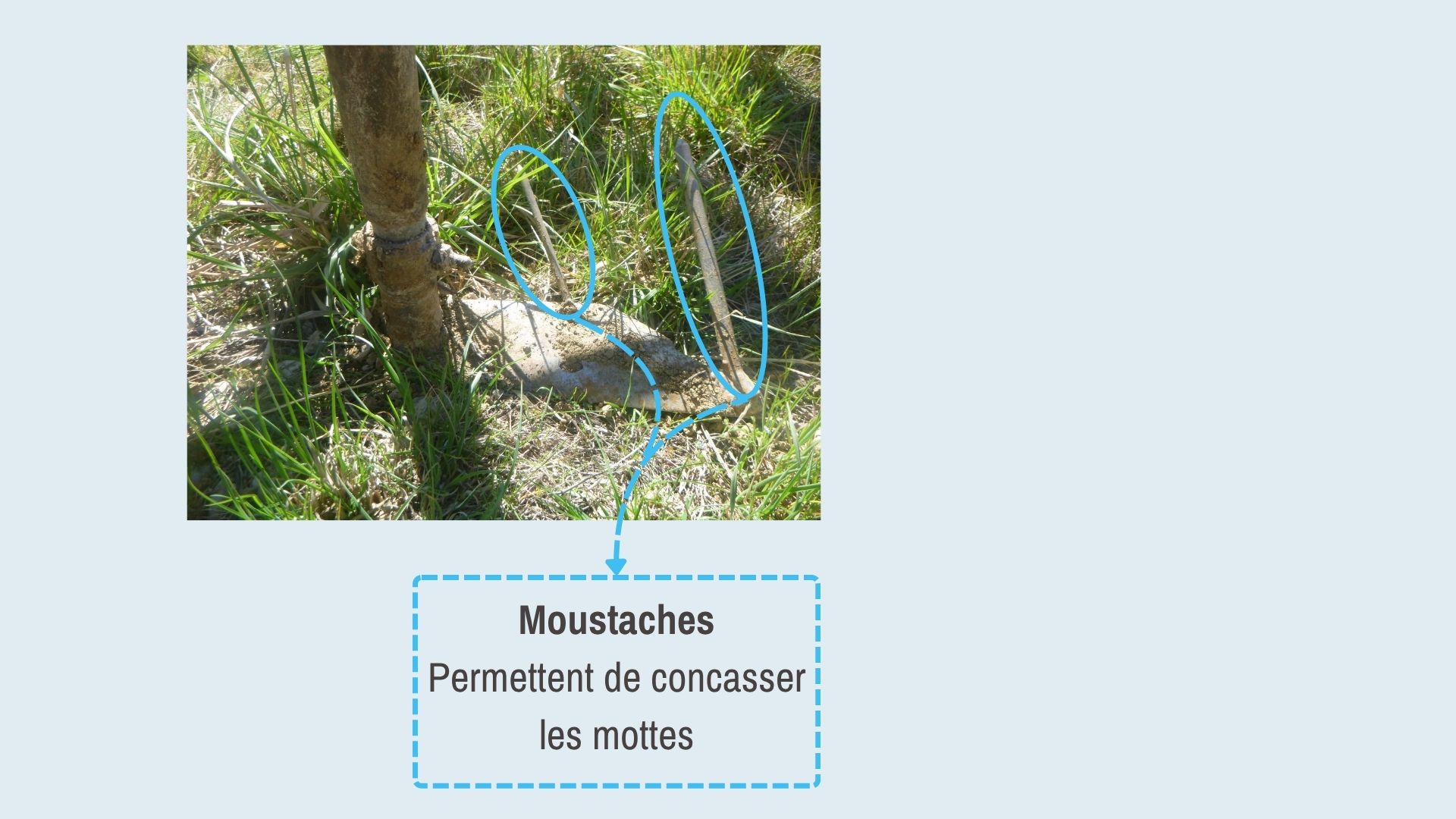 Figure 3_zoom sur une lame.jpg