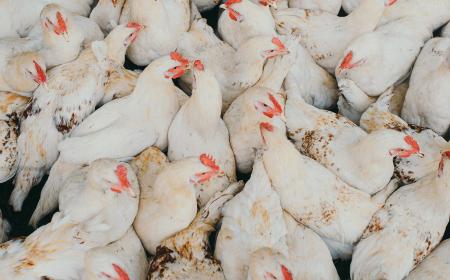 Poules elevages.jpg