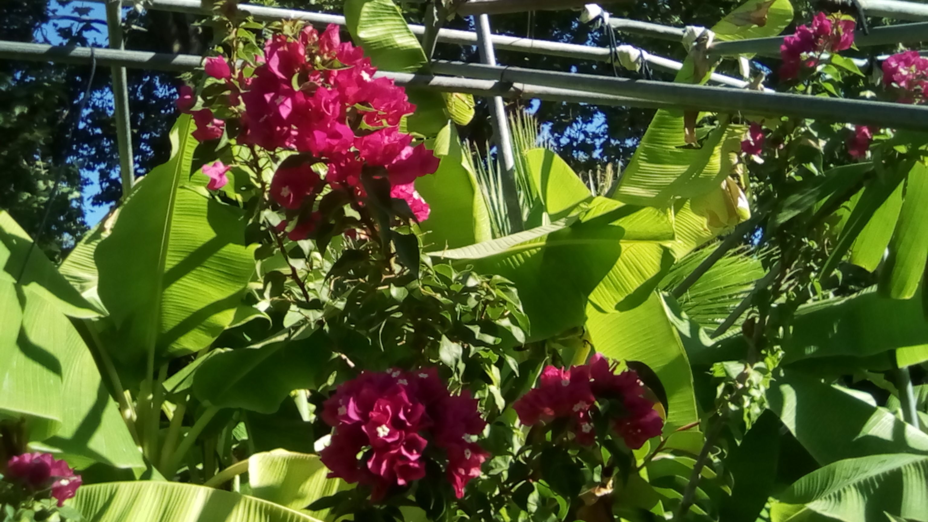 Bougainvillier.jpg