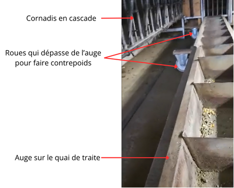 Vue de la fosse de traite.