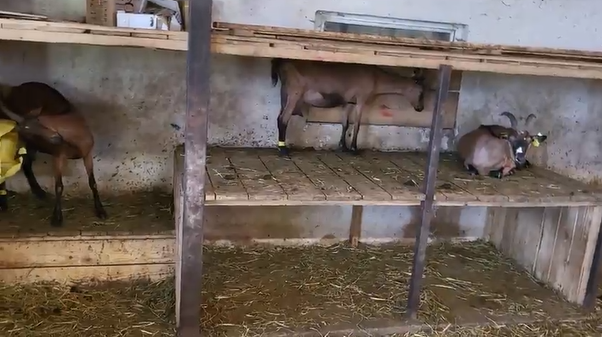 Chèvres sur les étagères lors de fortes chaleurs.