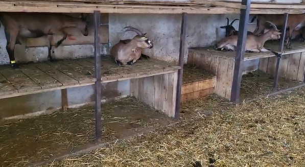 Chèvres sur les étagères lors de fortes chaleurs.