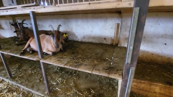 Chèvres sur les étagères lors de fortes chaleurs.